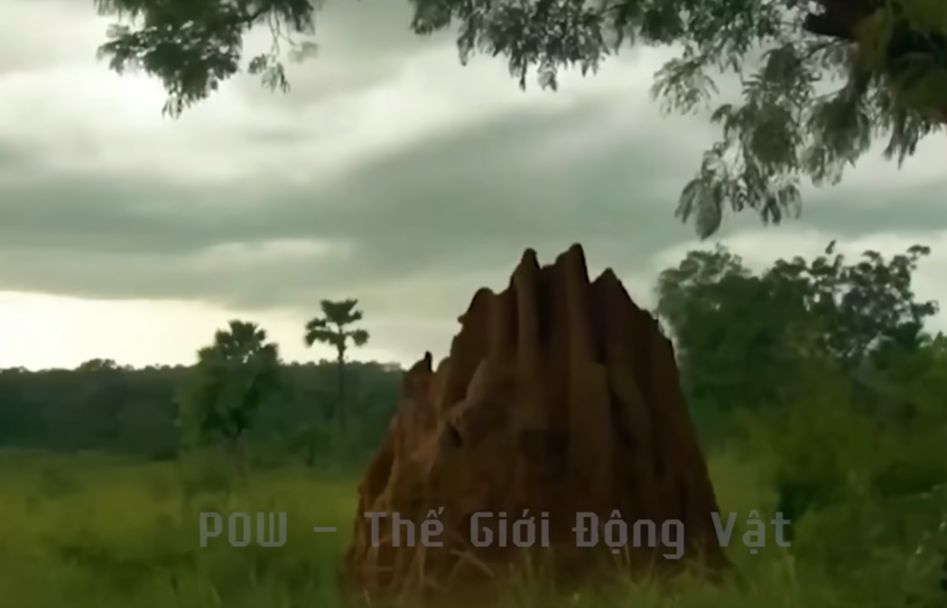 Nền ảnh